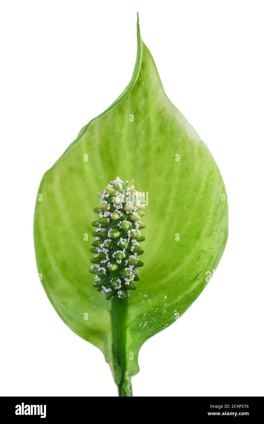 Primo piano di un singolo petalo bianco fiore chiamato Spath o Peace Lilly (Spathiphyllllum cochlearispathum) con foglia verde. Isolato su bianco Foto Stock