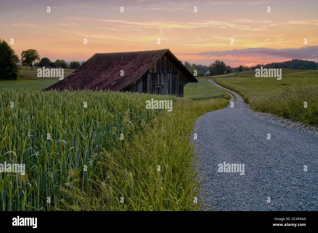 Vecchio fienile di fronte al campo di grano la sera d'estate Foto Stock