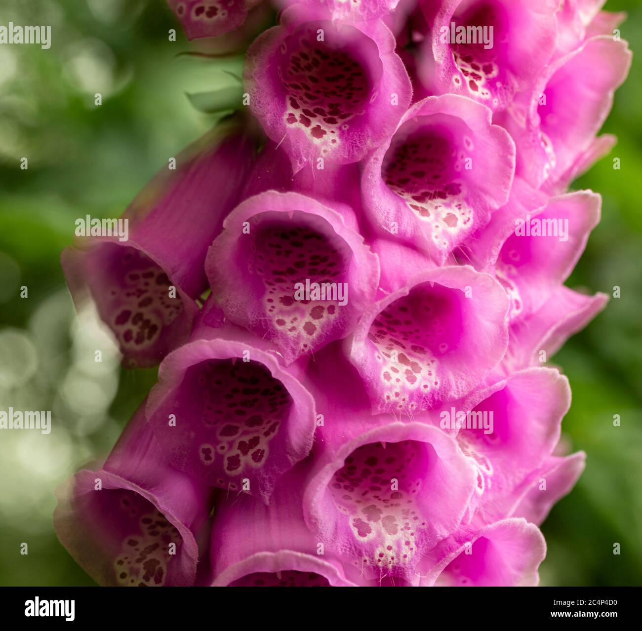 Una pila di due immagini di una parte del fiore foxglove, digitalis purea, i Paesi Bassi Foto Stock