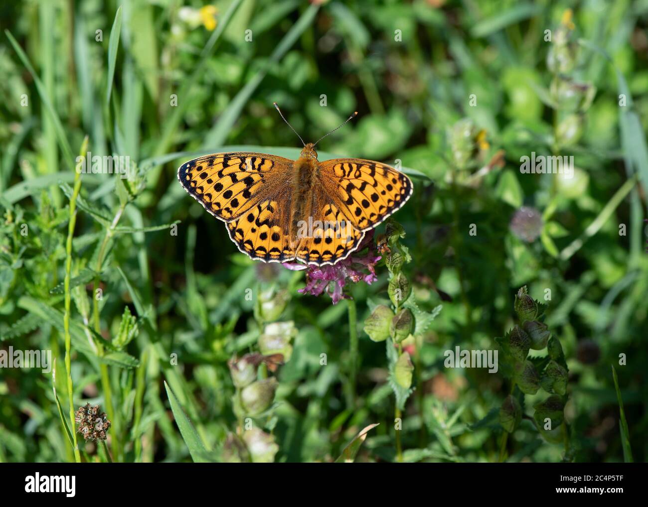 Fritillary (Boloria euphrosye) a riposo, Mabie Forest, Dumfries, SW Scotland Foto Stock