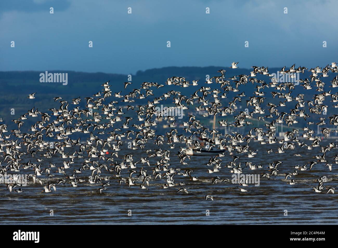Oystercatcher; Haematopus ostralegus; Flock; estuario del Dee; Regno Unito Foto Stock
