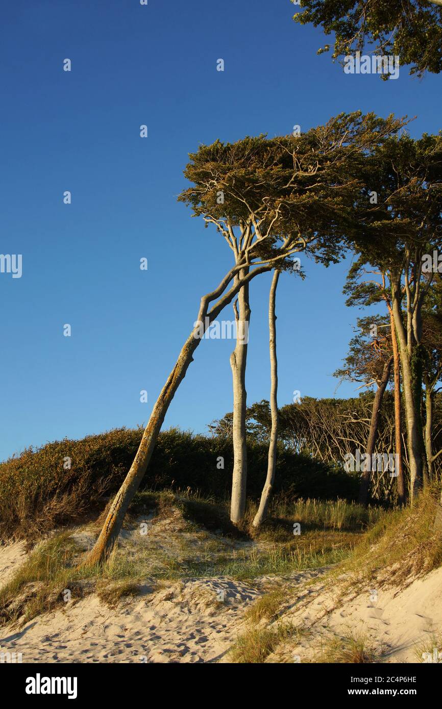 Foresta di faggio sul mare del Mar Baltico Foto Stock