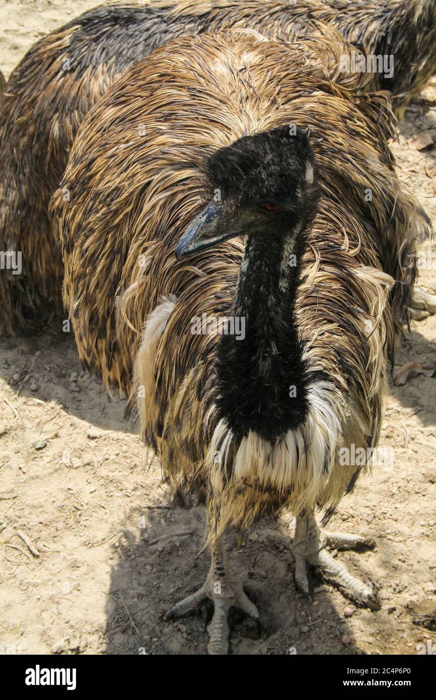 Provincia di Almería, Andalusia, Spagna, Europa. Deserto di Tabernas (Desierto de Tabernas). Set di mini film di Hollywood di Oasys, parco a tema occidentale. Riserva zoologica: UME (Regno: Animalia, Phylum: Chordata, Classe: Aves, Ordine: Casuariiformes, Famiglia: Casuariidae, genere: Dromaius, specie: D. novaehollandiae. Foto Stock
