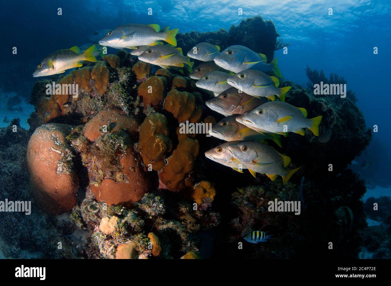 Scuola di maestri scolastici, Lutjanus apodus, Hol Chan Riserva Marina, San Pedro, Belize Foto Stock