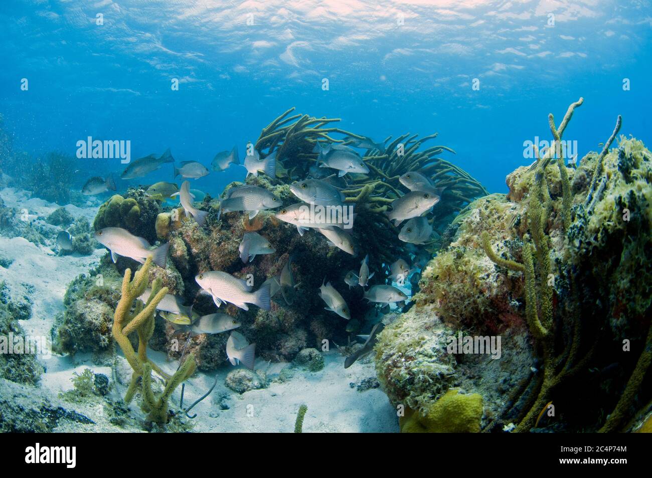 Scuola di dentici grigi, Lutjanus griseus, nuotare intorno a una bottiglia-pennello cespuglio corallo nero, Antipathes hirta, Hol Chan Riserva Marina, San Pedro, Belize Foto Stock