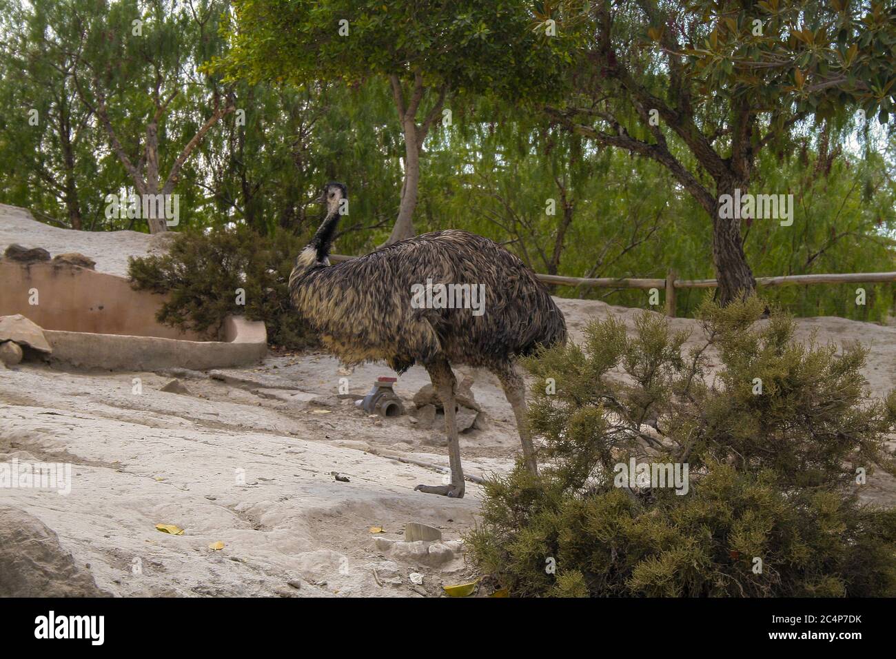 Provincia di Almería, Andalusia, Spagna, Europa. Deserto di Tabernas (Desierto de Tabernas). Set di mini film di Hollywood di Oasys, parco a tema occidentale. Riserva zoologica: UME (Regno: Animalia, Phylum: Chordata, Classe: Aves, Ordine: Casuariiformes, Famiglia: Casuariidae, genere: Dromaius, specie: D. novaehollandiae. Foto Stock