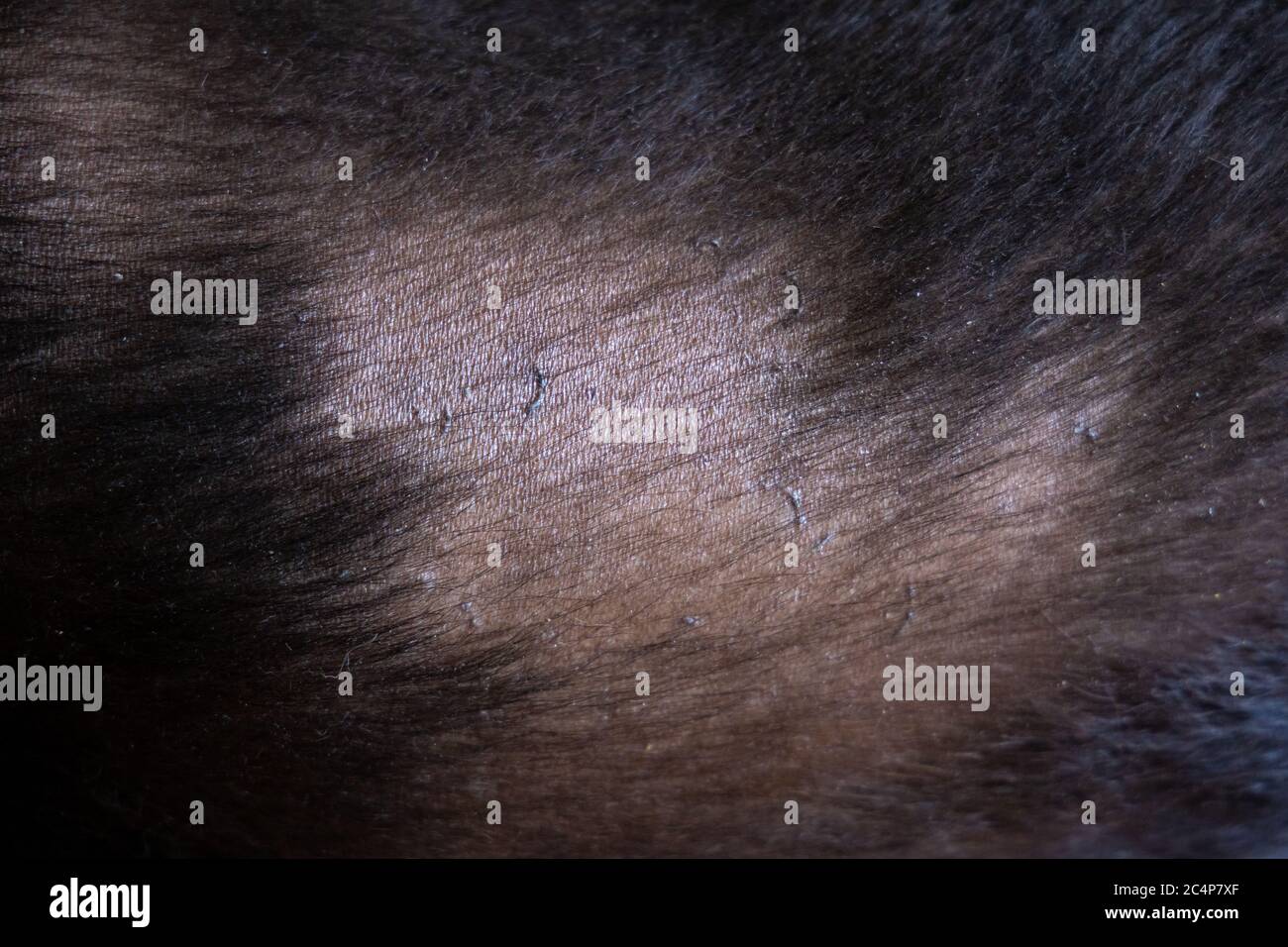 Perdita dei capelli del cane Labrador retriever allergia. Punto calvo Foto Stock