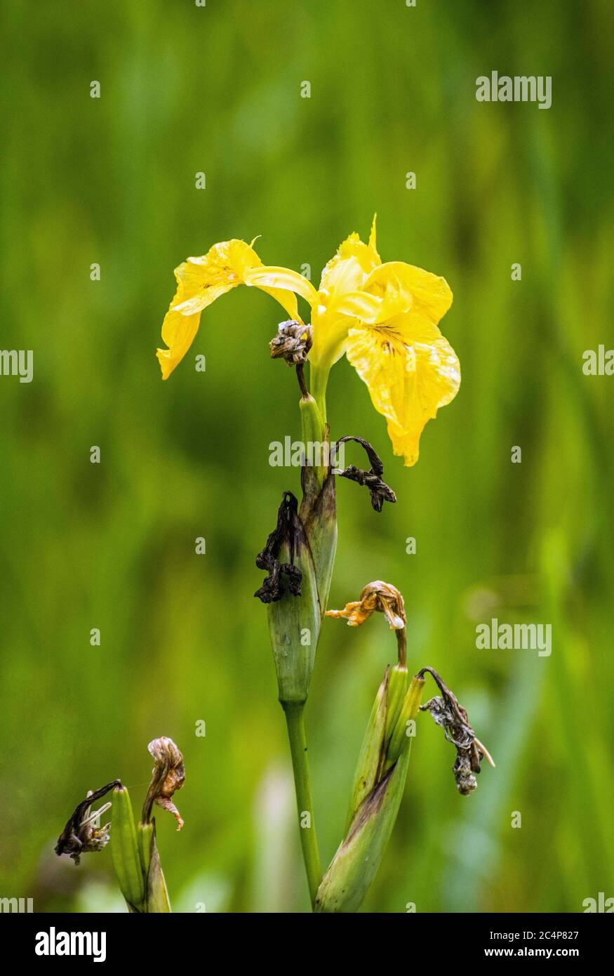 Bandiera gialla Iris che cresce in una macchia paludosa di un prato. Il formato della foto è verticale. Foto Stock