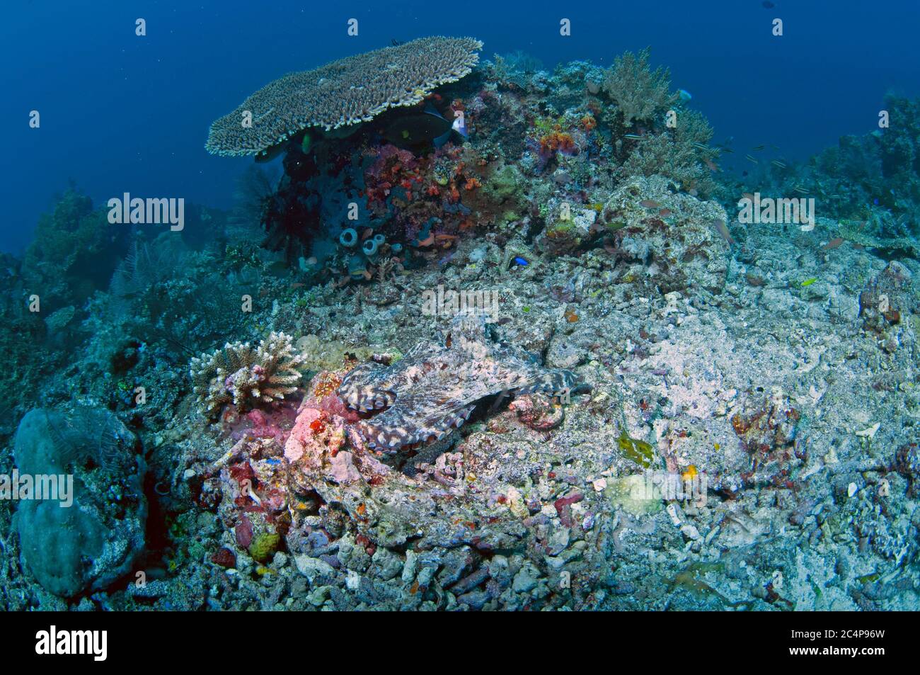 Polpo di barriera corallina comune, Octopus cyanea, camuffato in una barriera corallina, Parco Nazionale di Komodo, Indonesia Foto Stock