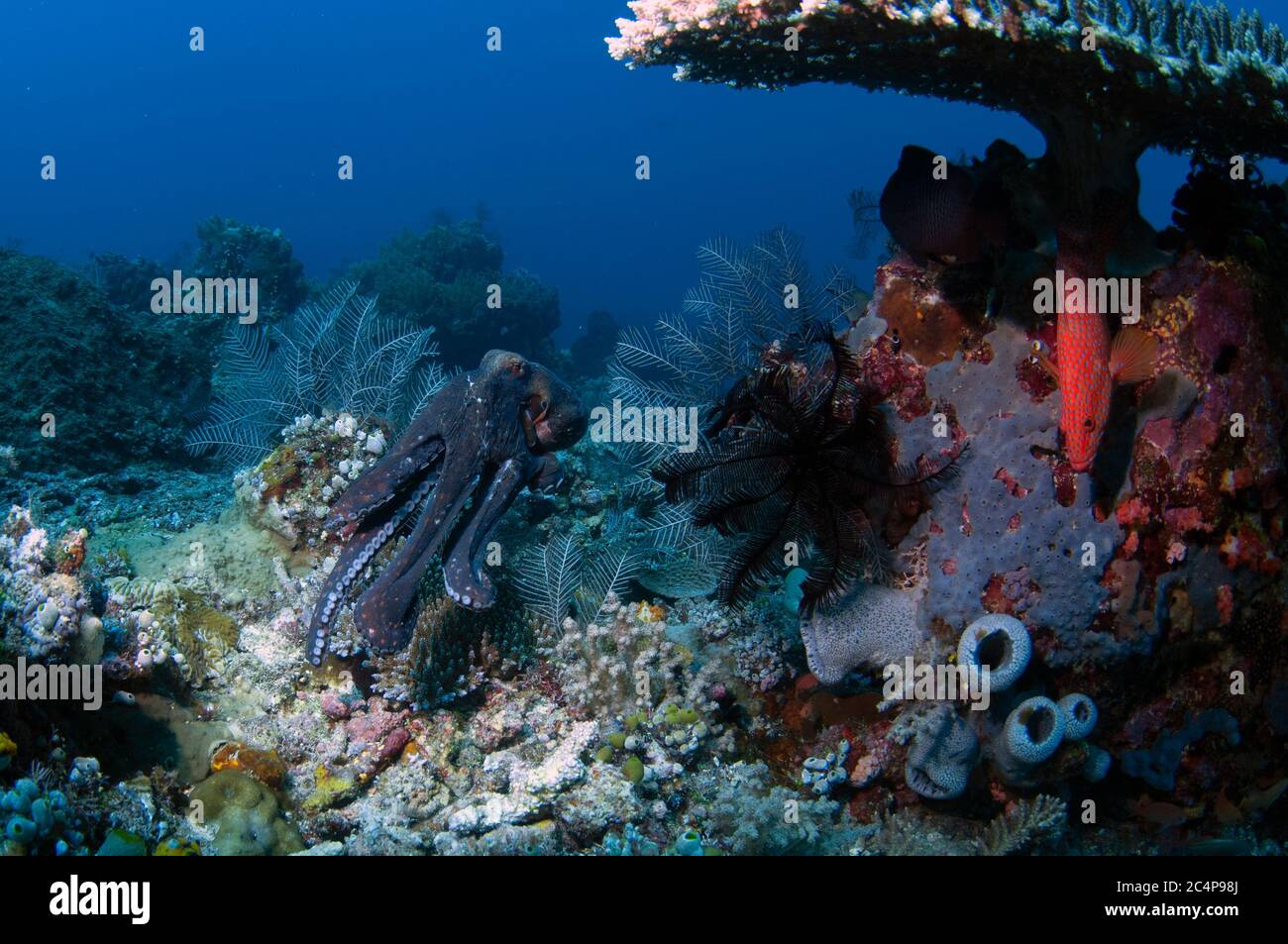 Polpo di reef comune, Octopus cyanea, nuotano da un gruppo di coralli rossi, Cephalopholis miniata, Parco Nazionale di Komodo, Indonesia Foto Stock