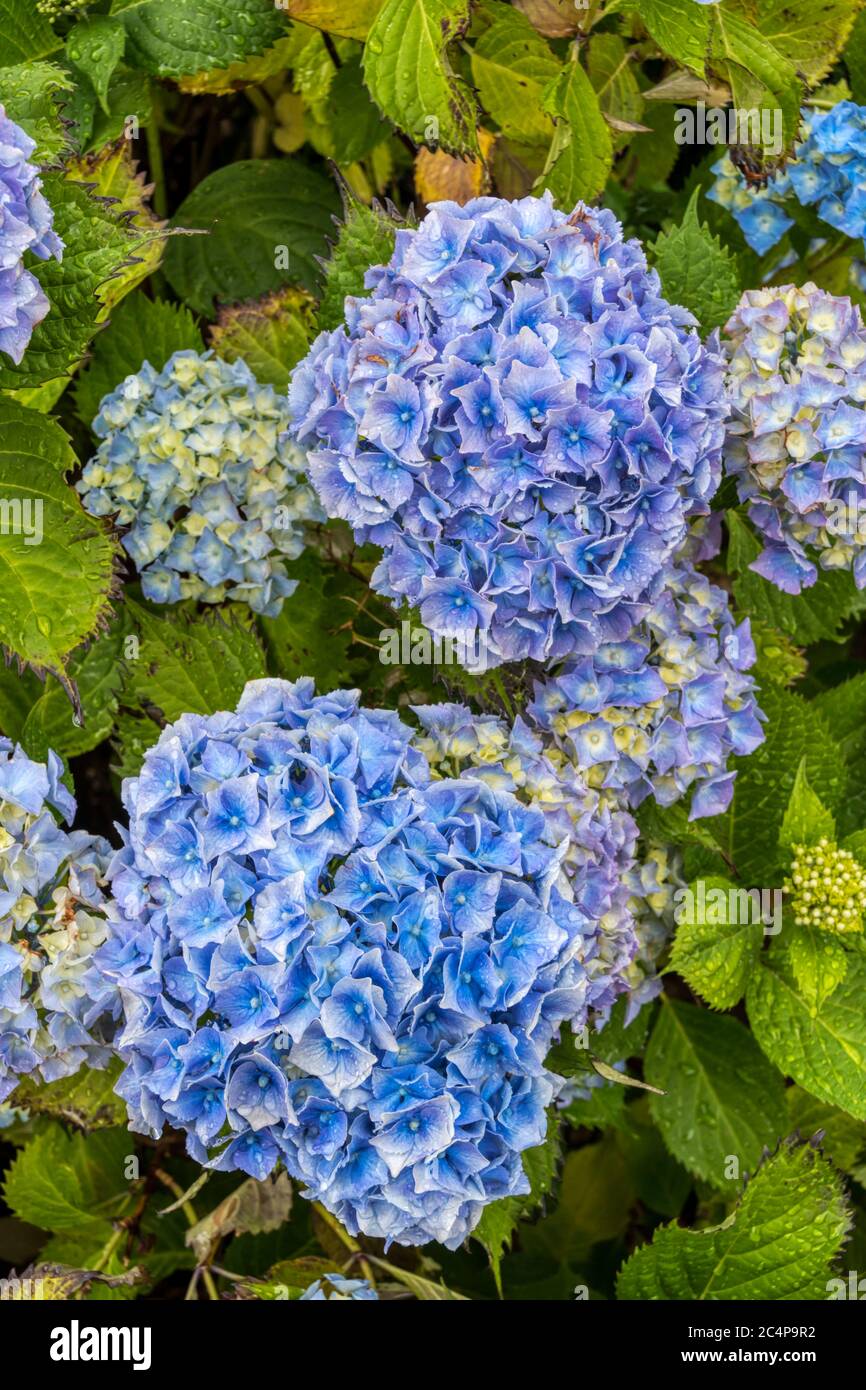 Fiori blu su una testa di mopotina Hydrangea macrophylla, da essa prodotta in condizioni di terreno acido. Foto Stock