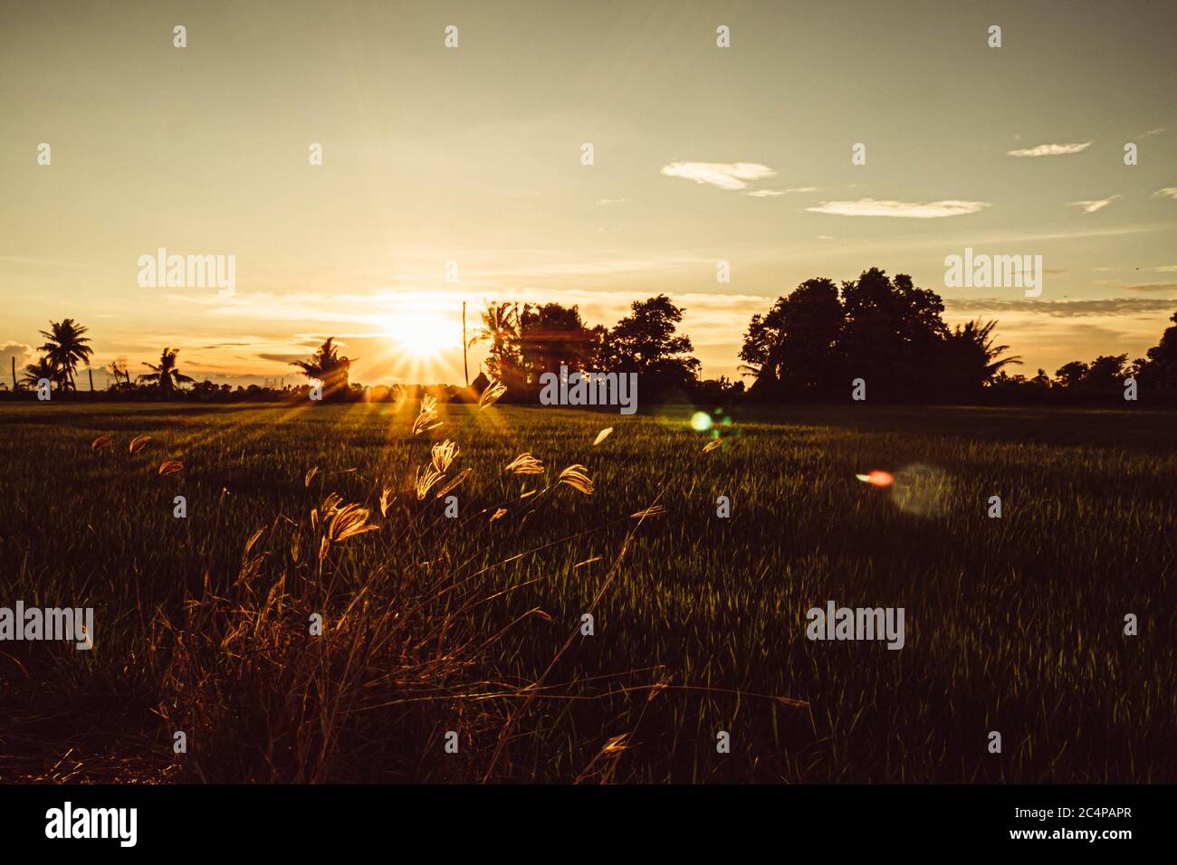 Soft Focus campo di riso e cielo di fondo al tramonto con raggi di sole. Foto Stock