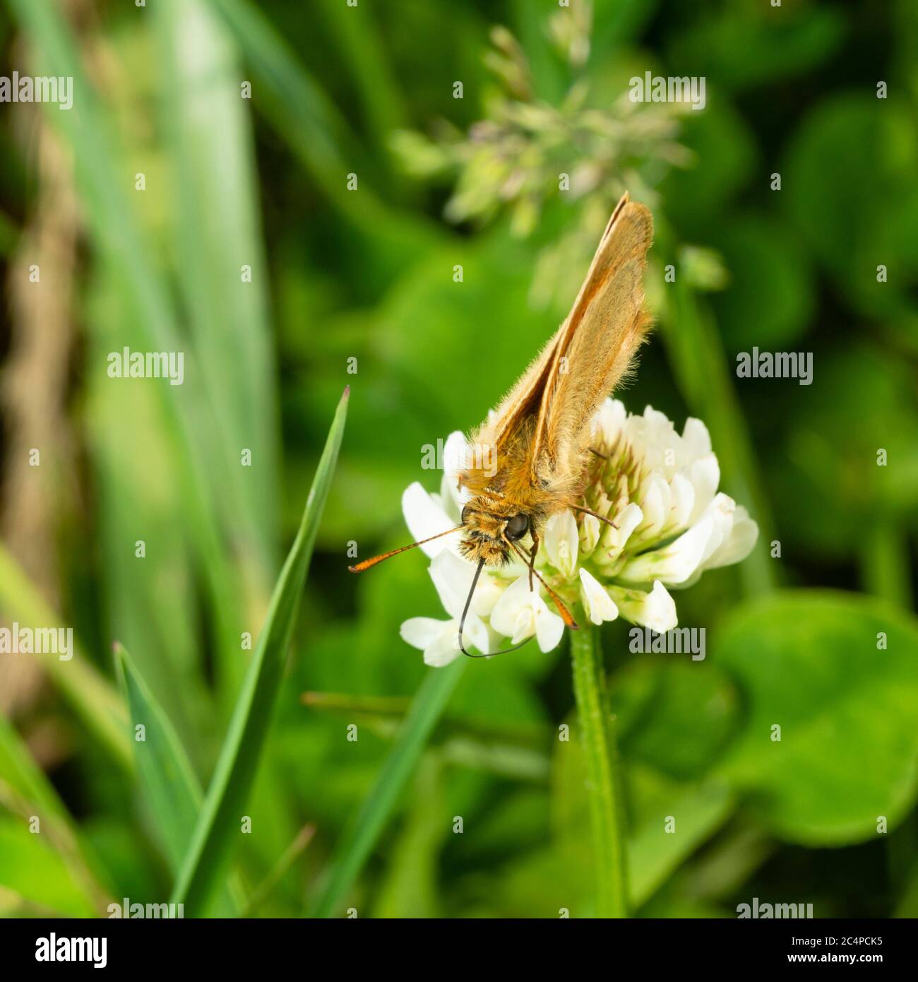 Farfalla nativa inglese piccolo skipper, Thymelicus sylvestris, che si nutre di trifoglio bianco, Trifolium si ripone, in una punta non tagliata sul bordo della strada Foto Stock
