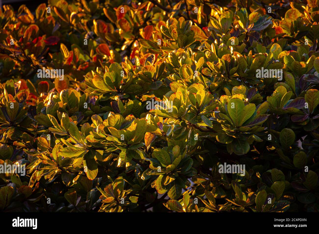 Calda luce del tramonto che splende sulle foglie di un albero di mandorle da spiaggia. Foto Stock