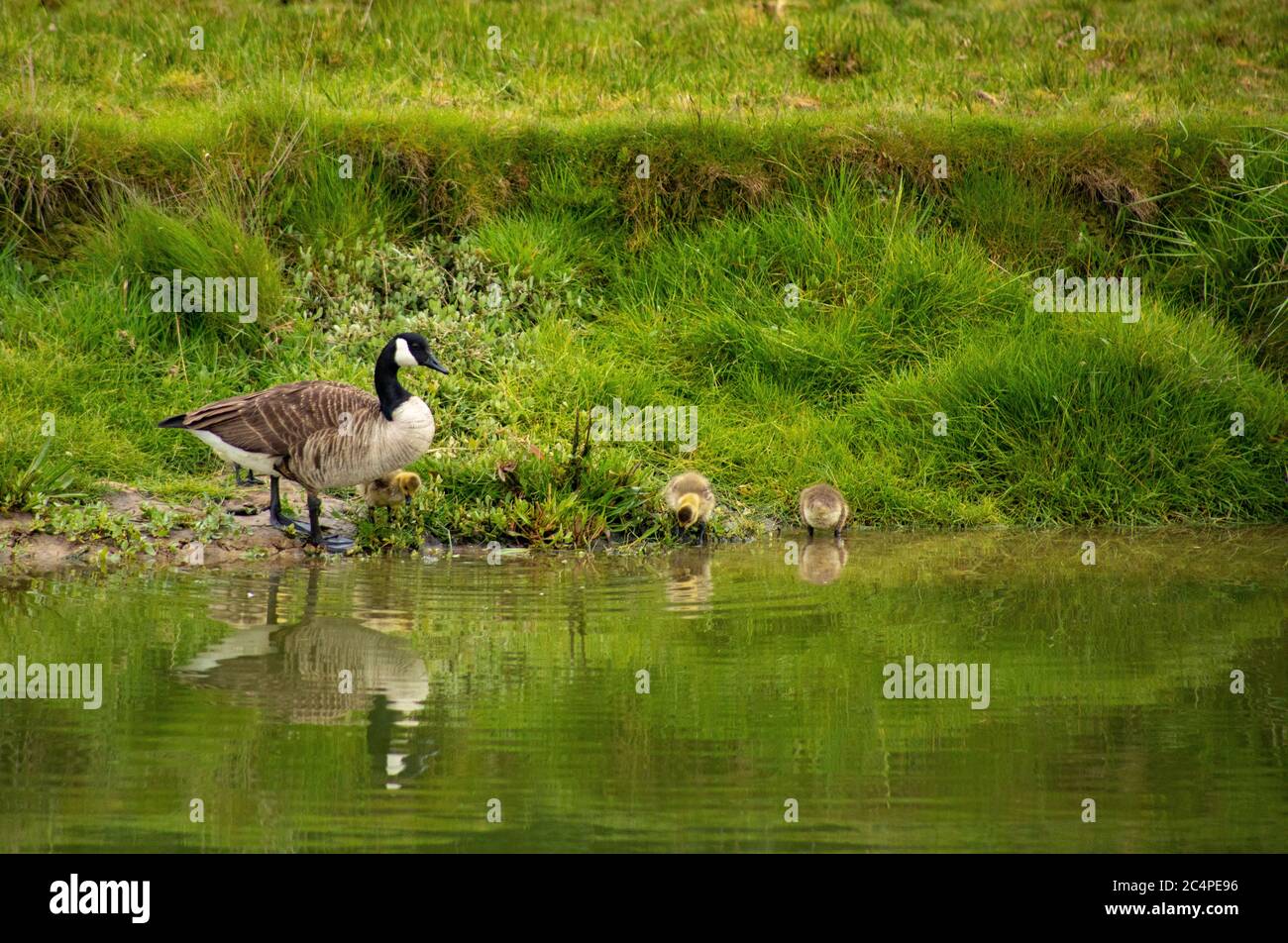 Oche del bambino e del genitore a bordo del fiume Foto Stock