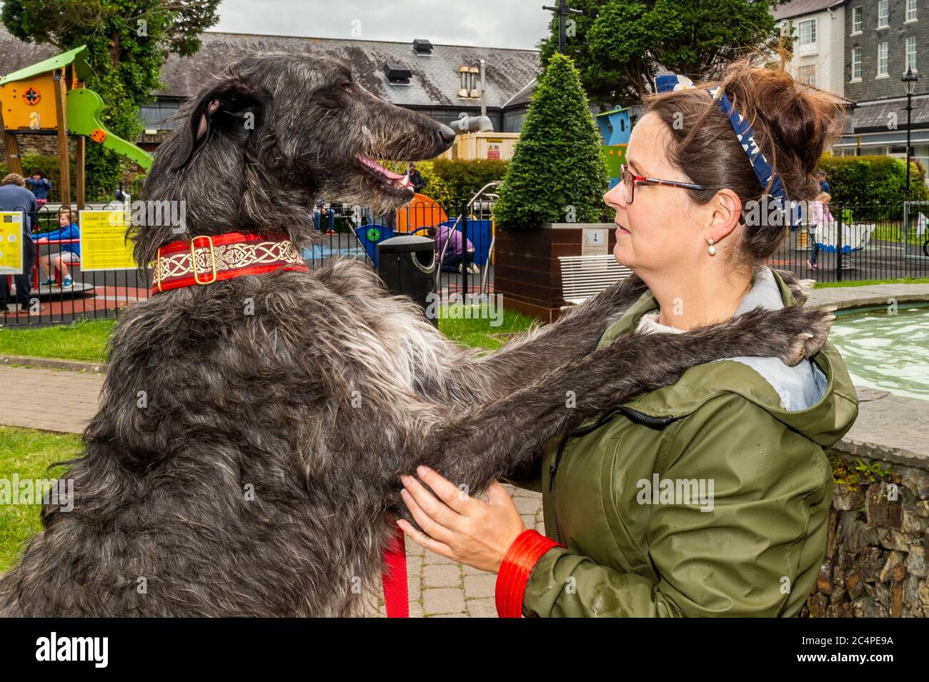 Kinsale, West Cork, Irlanda. 28 Giugno 2020. Hamish, un enorme Deerhound scozzese, era fuori e circa a Kinsale oggi con il suo proprietario, Grainne Breathnach da Kinsale. Credit: Notizie dal vivo di AG/Alamy Foto Stock