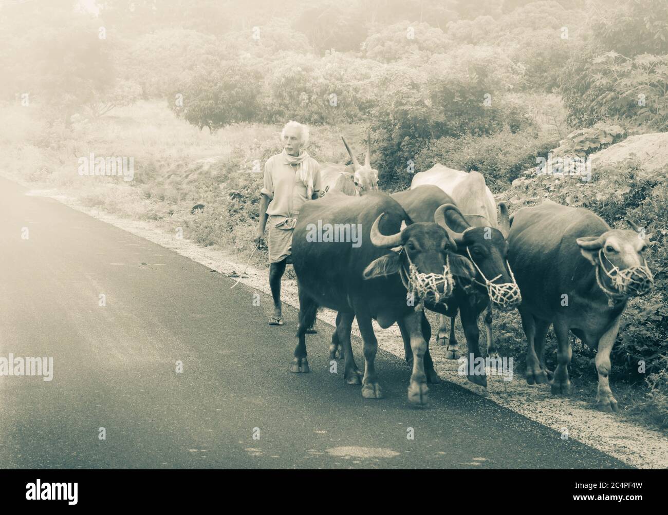 vecchio che cammina con i suoi bufali Foto Stock