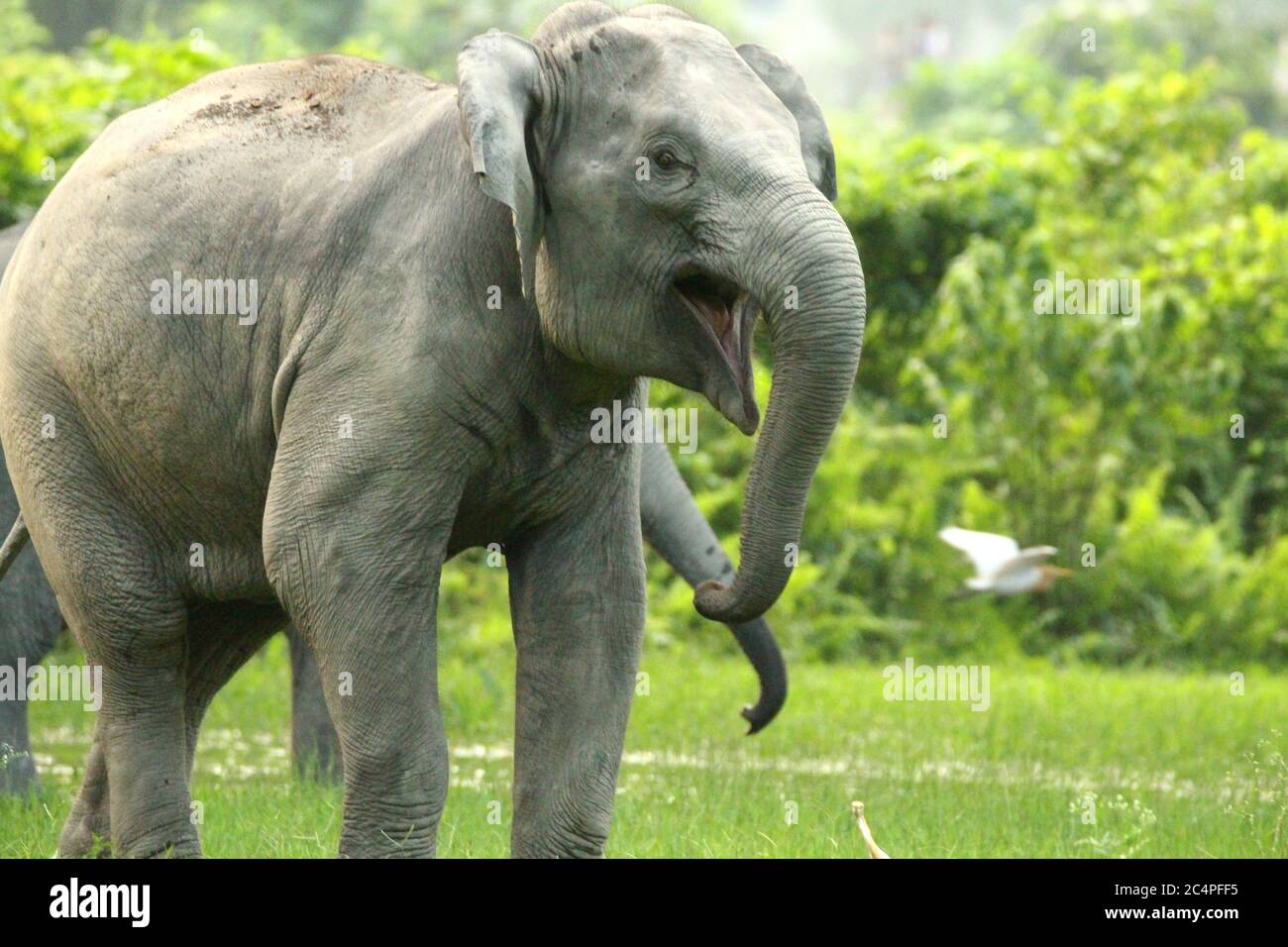 Carica di elefante indiano Foto Stock