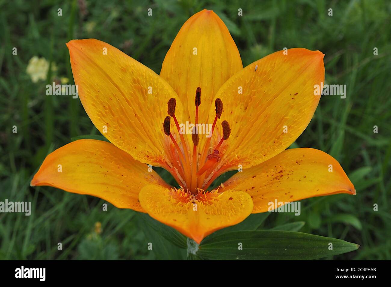 Primo piano di giglio giallo fiore, lilium bulbiferum Foto Stock