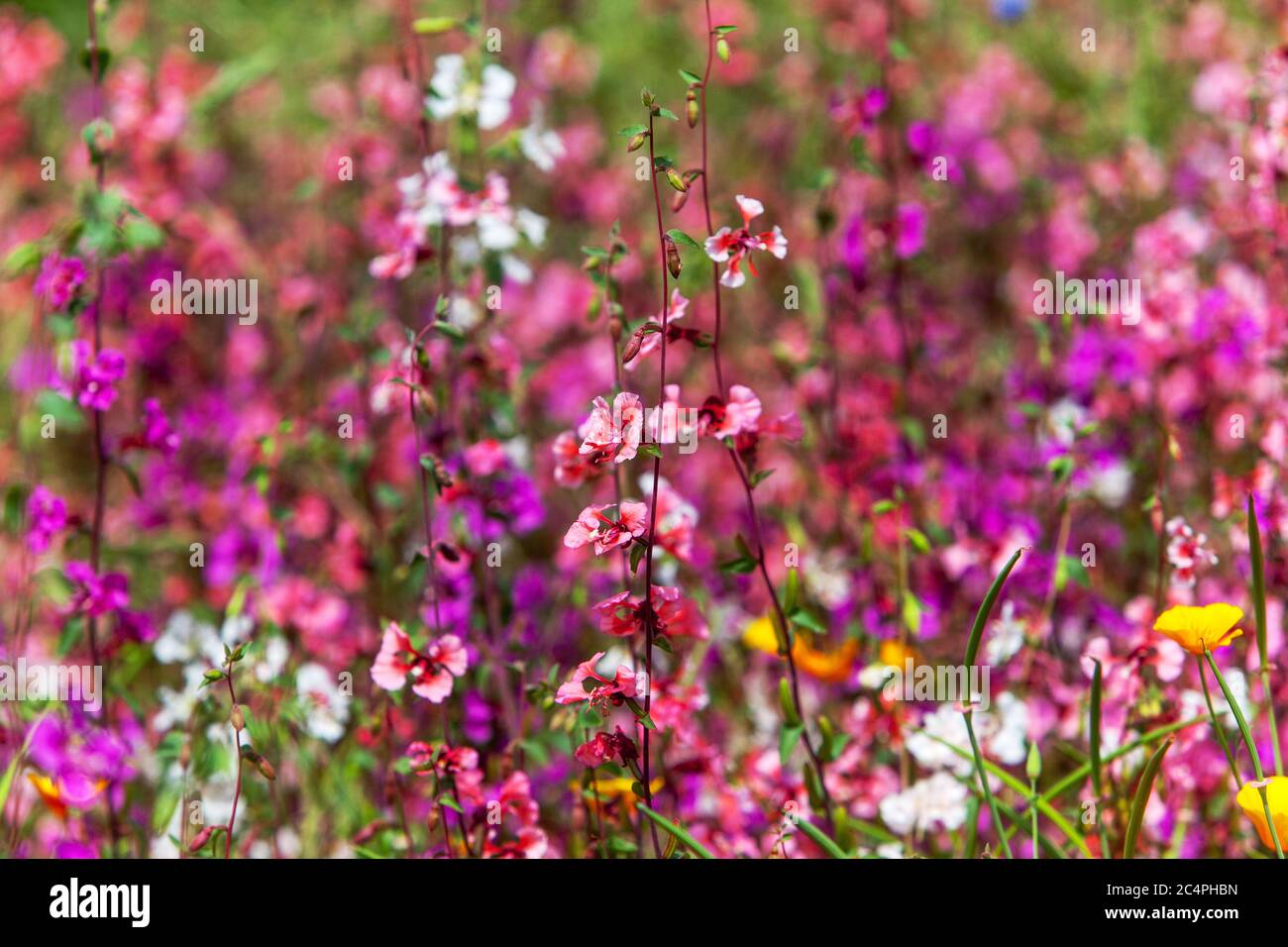 Prato viola in piena fioritura Clarkia Foto Stock