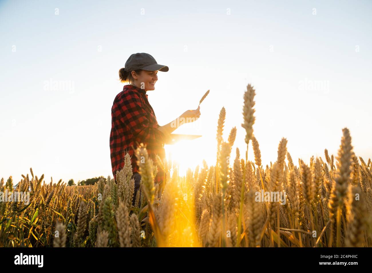 Una donna contadina si trova in un campo agricolo al tramonto e guarda un orecchio di grano. Foto Stock