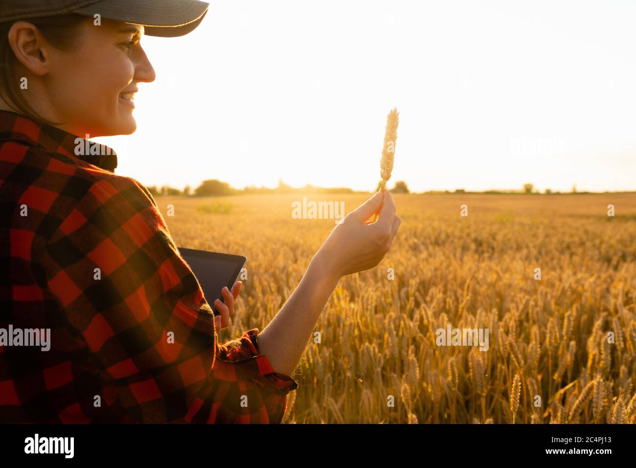 Una donna contadina si trova in un campo agricolo al tramonto e guarda un orecchio di grano. Foto Stock