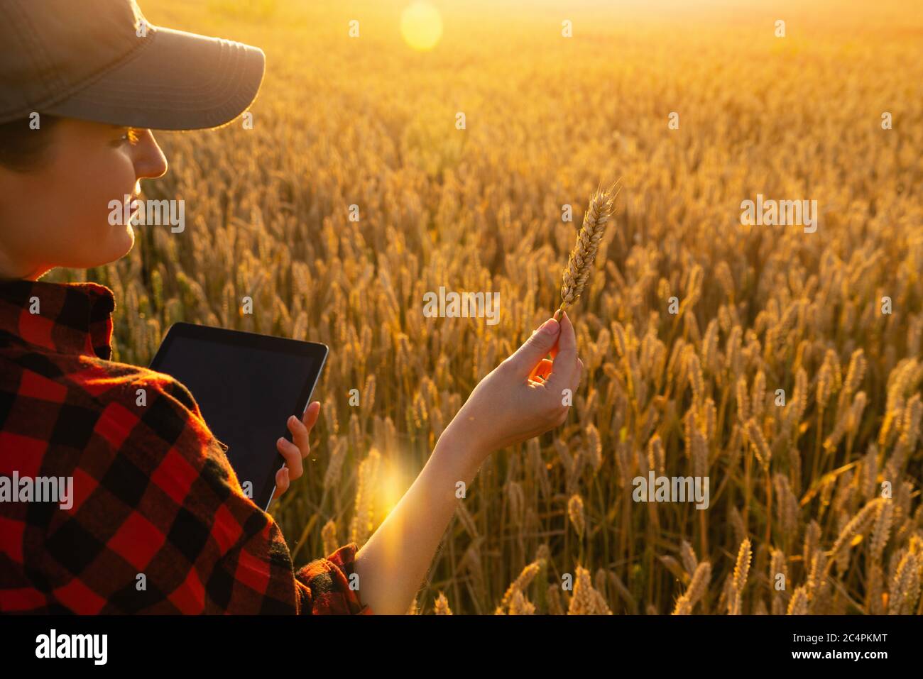 Una donna contadina si trova in un campo agricolo al tramonto e guarda un orecchio di grano. Foto Stock