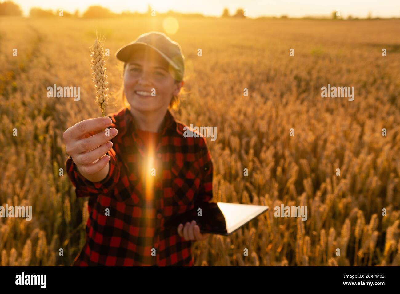 Una donna contadina si trova in un campo agricolo al tramonto e guarda un orecchio di grano. Foto Stock