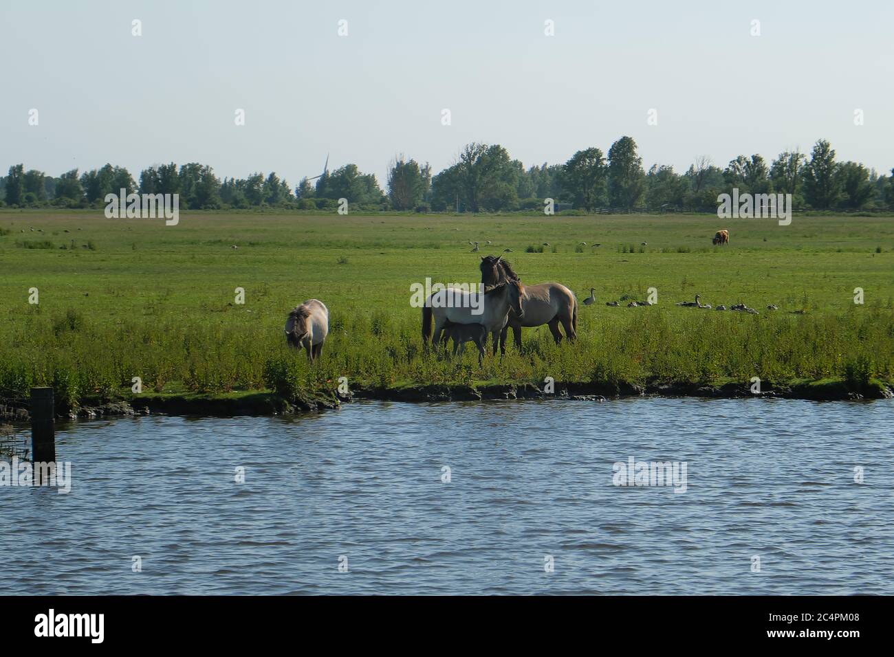 Europa Paesi Bassi - cavalli sulla riva di un canale in Olanda Foto Stock
