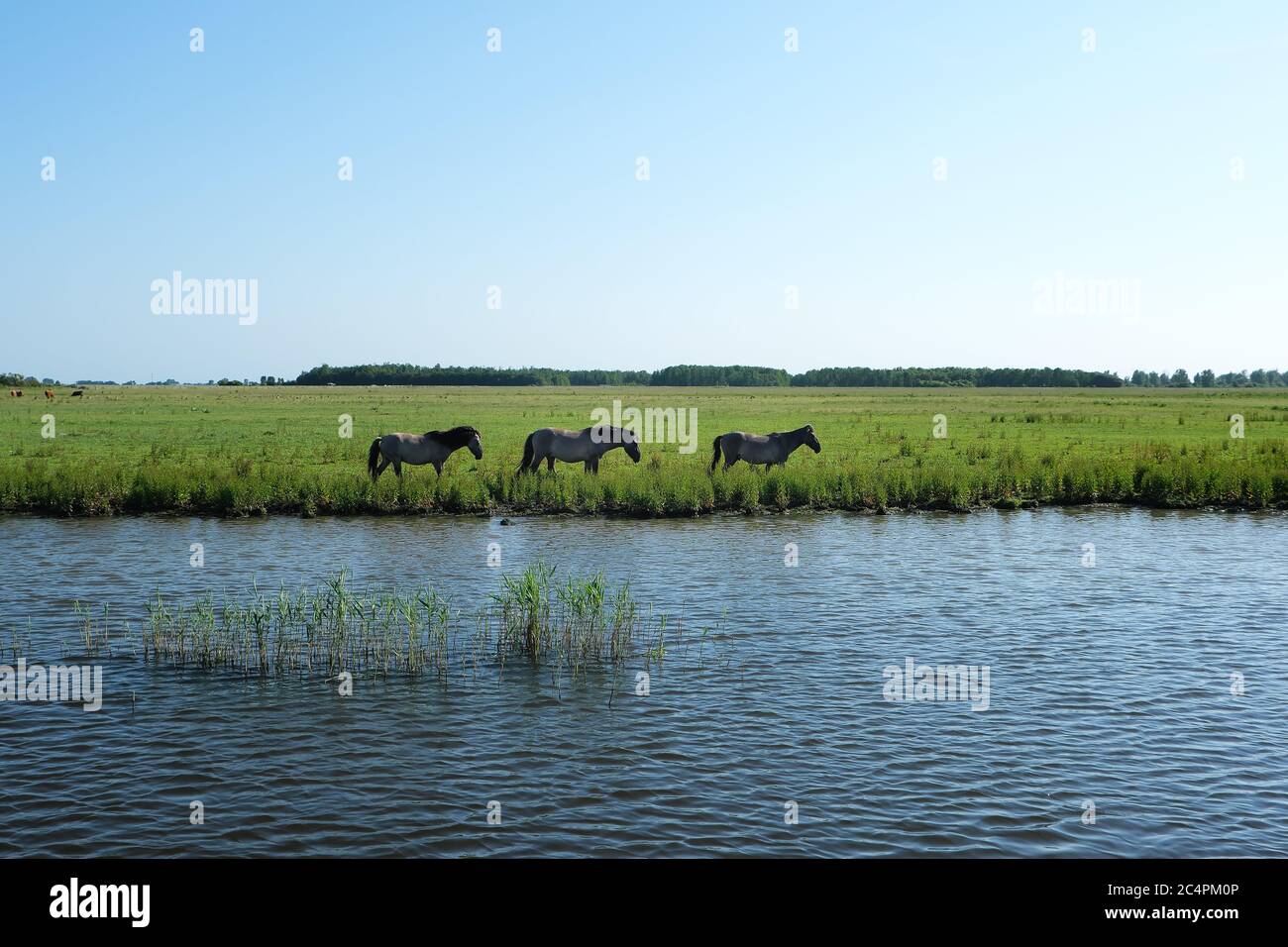 Europa Paesi Bassi - cavalli sulla riva di un canale in Olanda Foto Stock