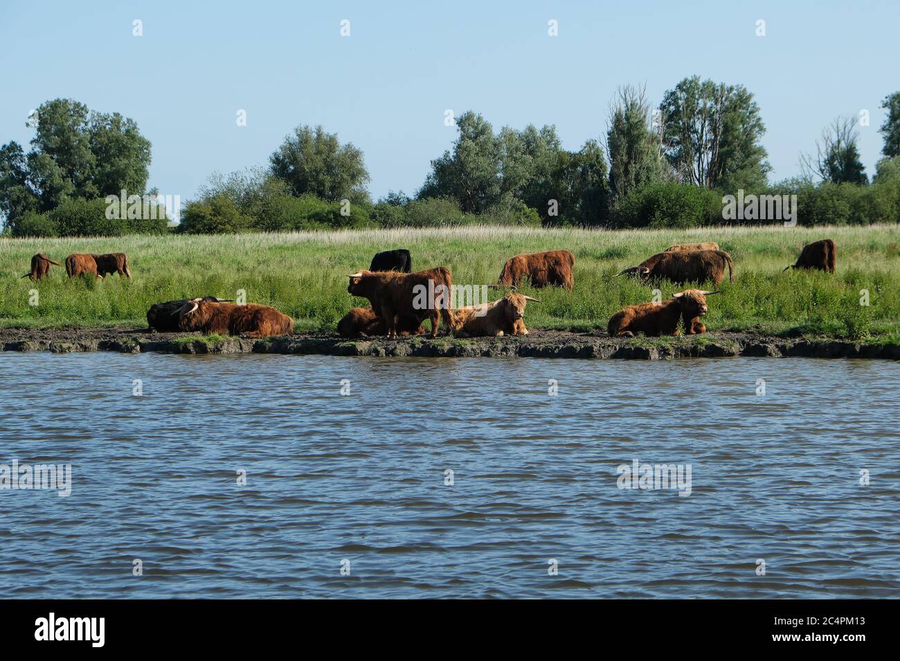 Europa, Paesi Bassi, carne di manzo stand nel canale e raffreddare Foto Stock