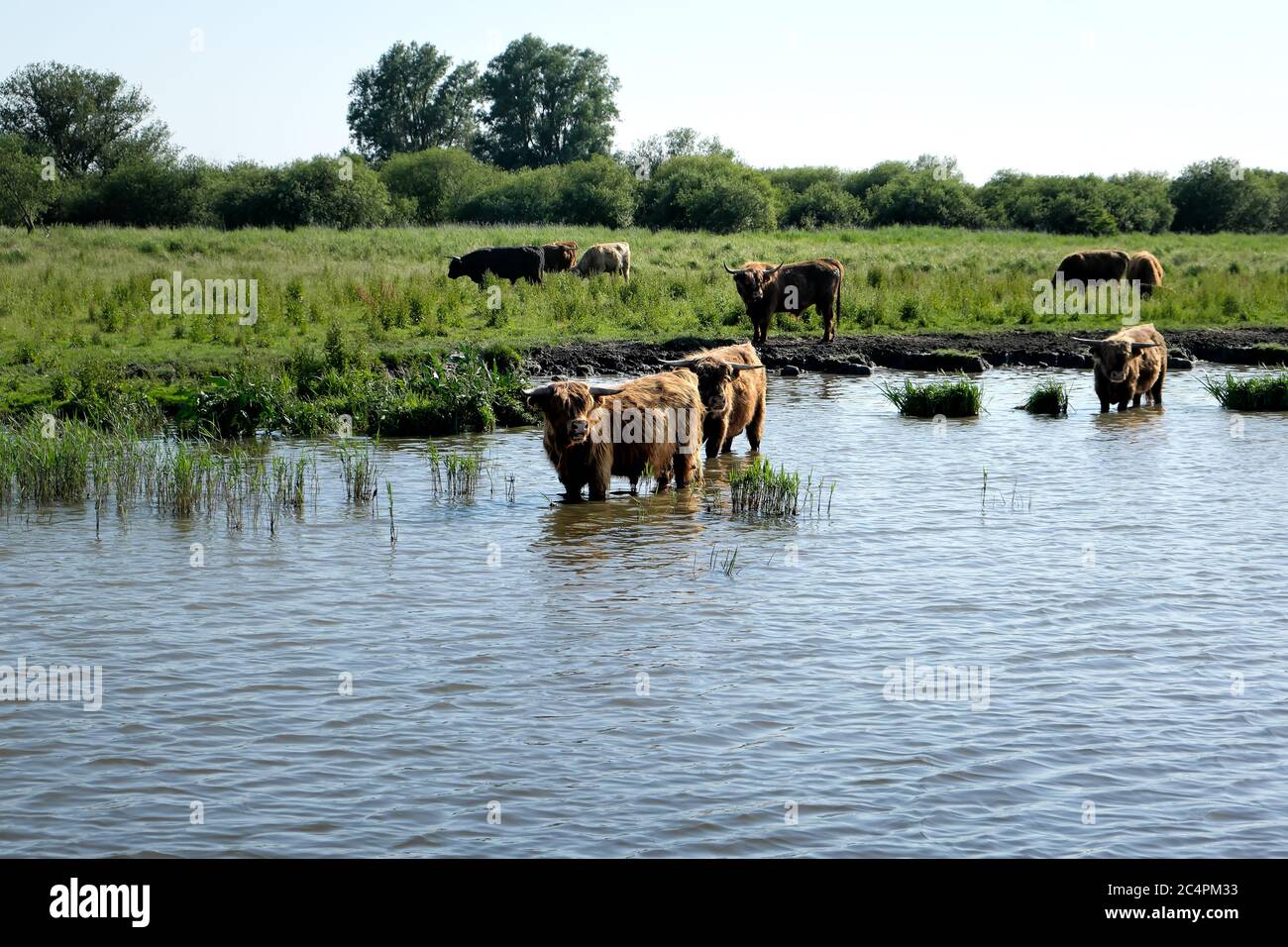 Europa, Paesi Bassi, carne di manzo stand nel canale e raffreddare Foto Stock