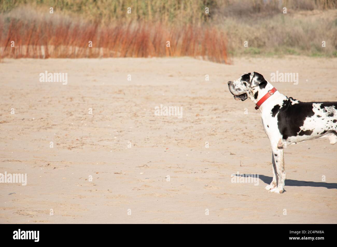 Bulldog tedesco in profilo giocando sulla spiaggia Foto Stock