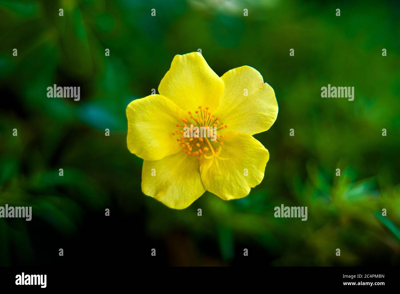 La creatività di Dio Foto Stock