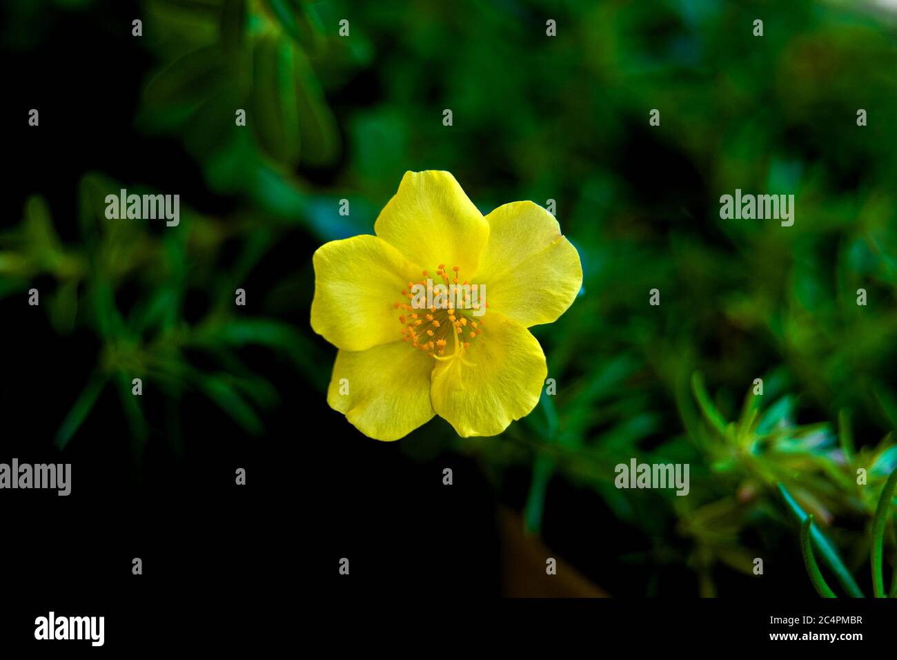 La creatività di Dio Foto Stock