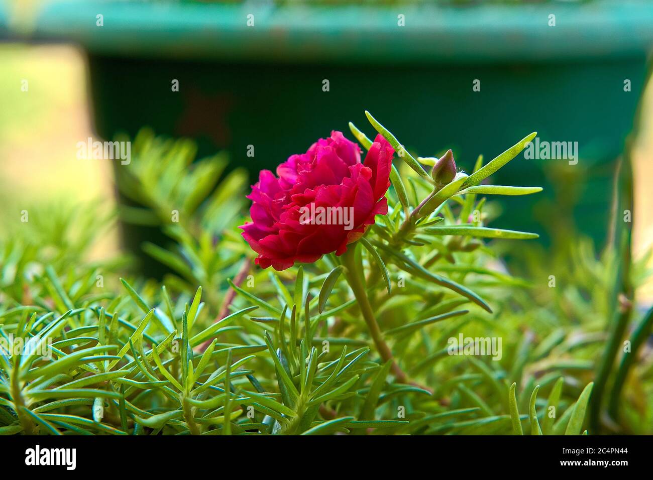 La creatività di Dio Foto Stock
