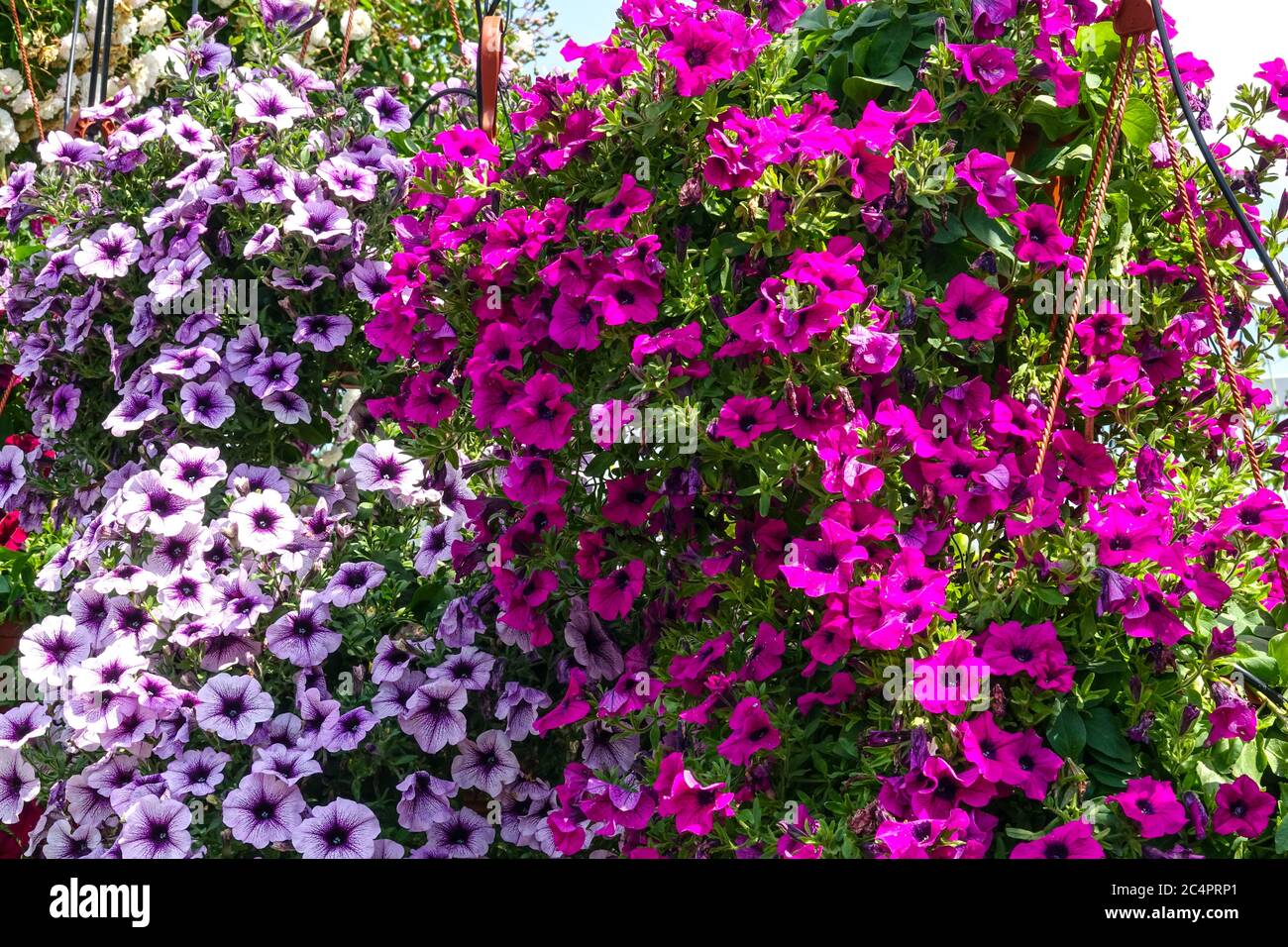 Purple Petunias surfinia molti fiori Foto Stock