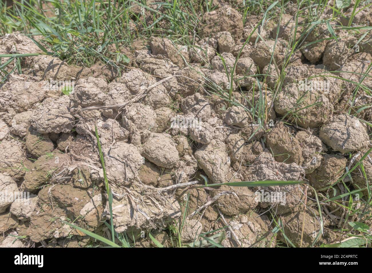 Grodi di creta-come suolo tirato da parte in un campo di patate. Per condizione di suolo, valutando suoli, aggregazione di suolo. Foto Stock