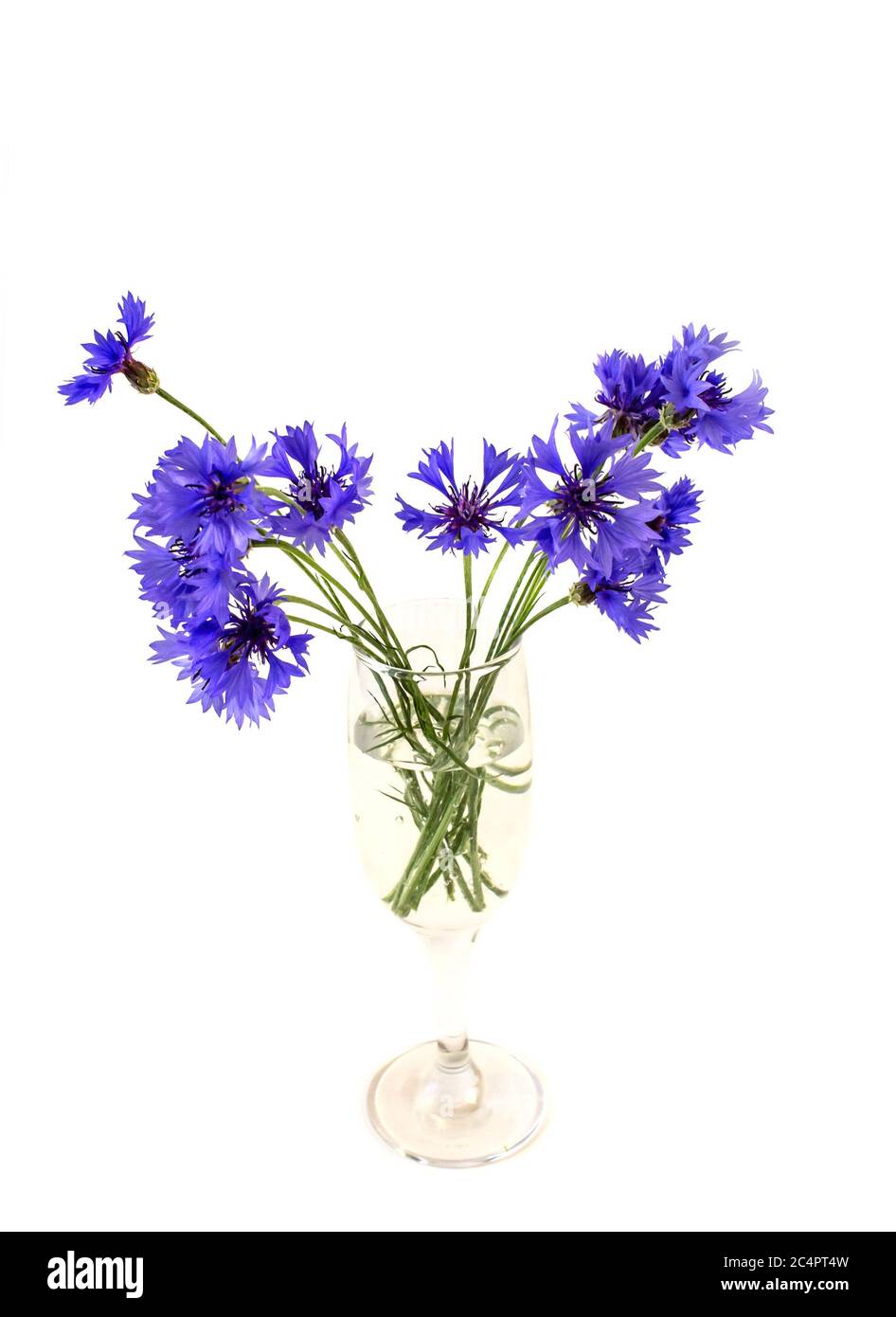 foto di fiori blu bouquet di fiori di mais in un vaso, isolare su uno sfondo bianco Foto Stock