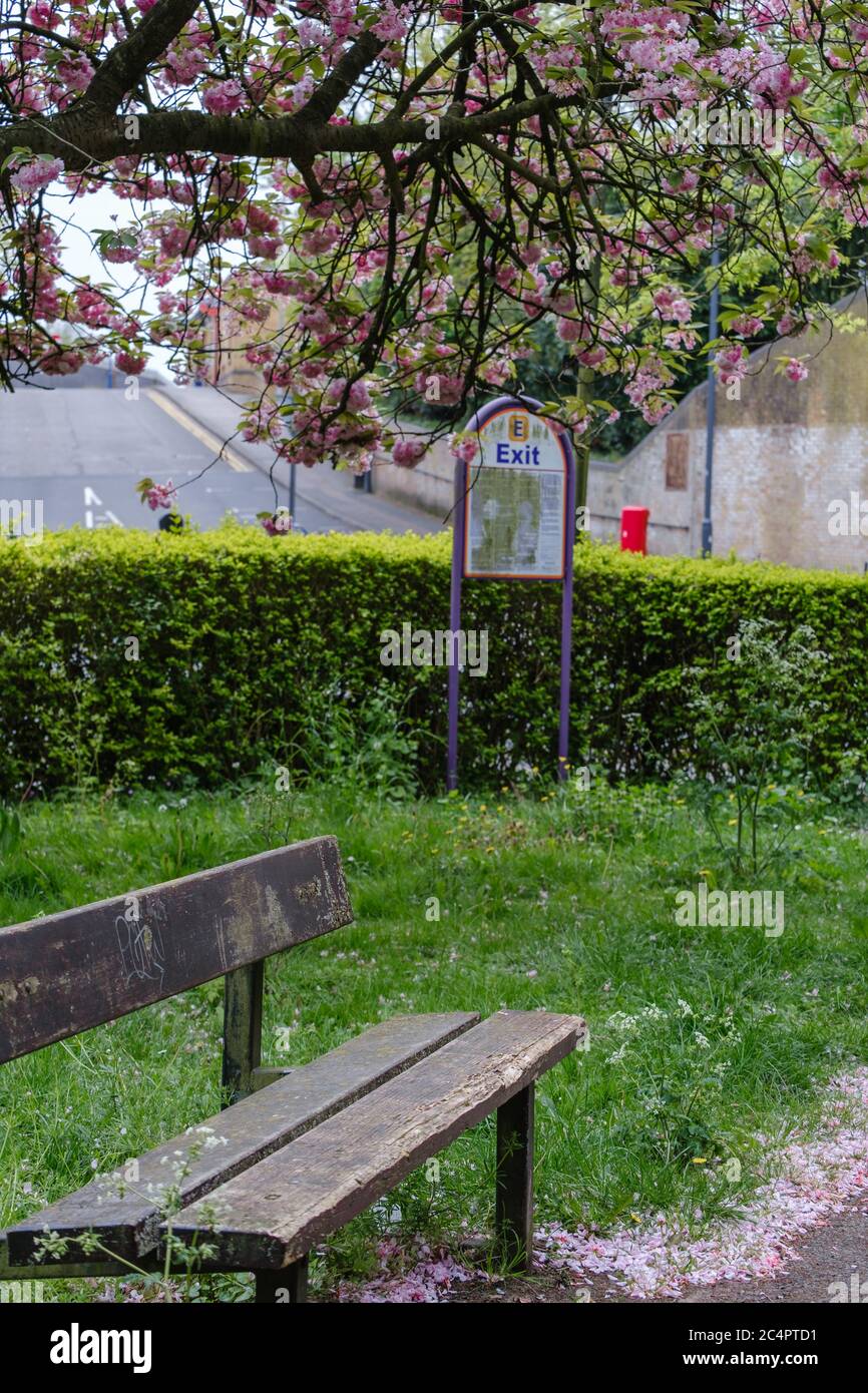 Panca vuota del parco di legno, cartello di uscita, siepi erba e albero con fiori rosa a Bridge Street Gardens, Pinner, NW London Foto Stock