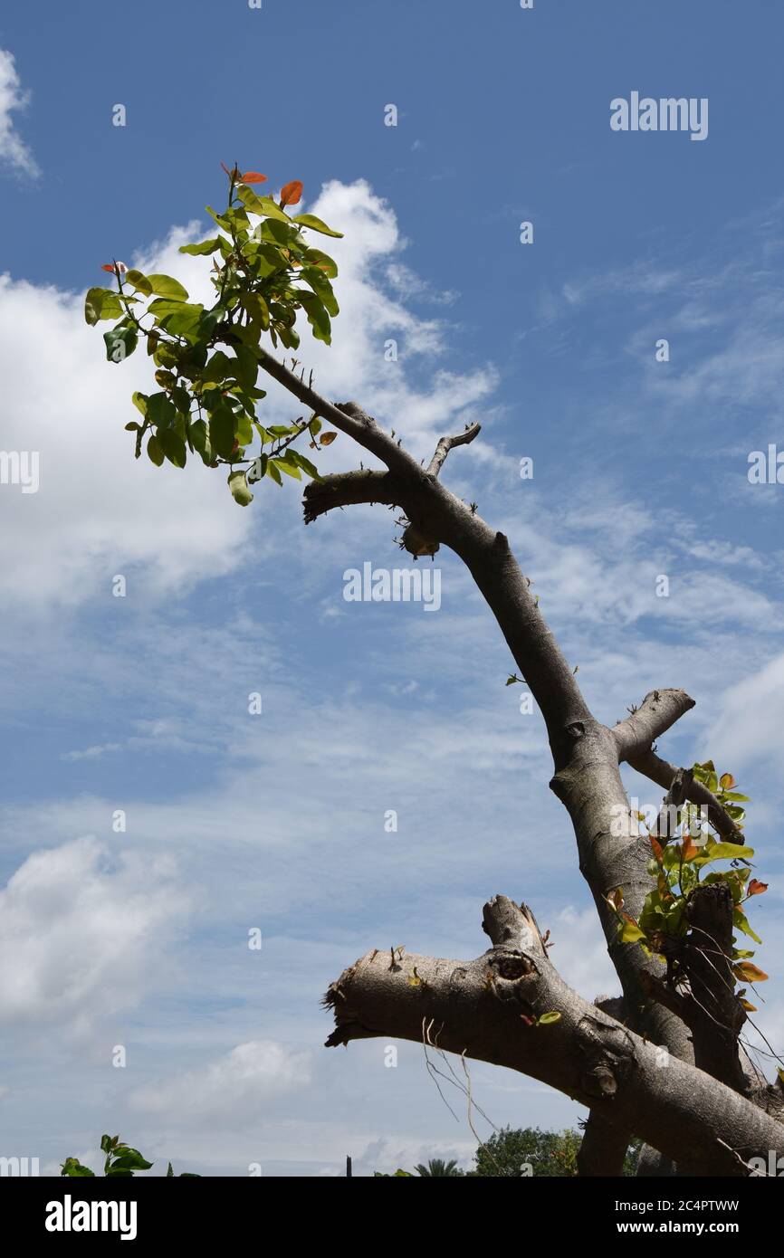 Foglie fresche che crescono da rami di un albero di Banyan sradicato o Ficus benghalensis a causa della tempesta super ciclonica Amphan il 20 maggio 2020. Foto Stock