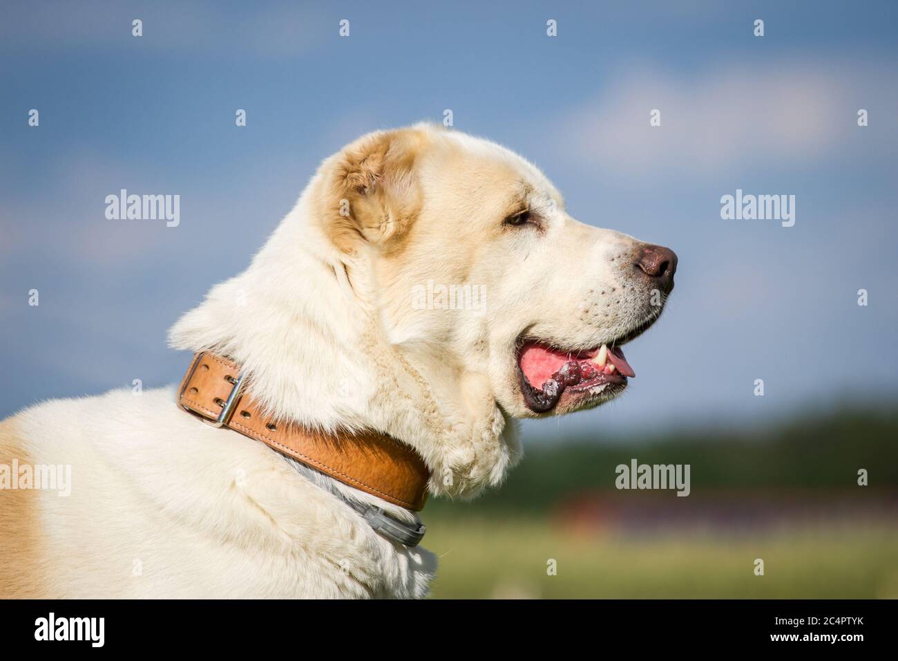 Ritratto di un cane pastore dell'Asia Centrale (Alabai, Owtcharka) Foto Stock