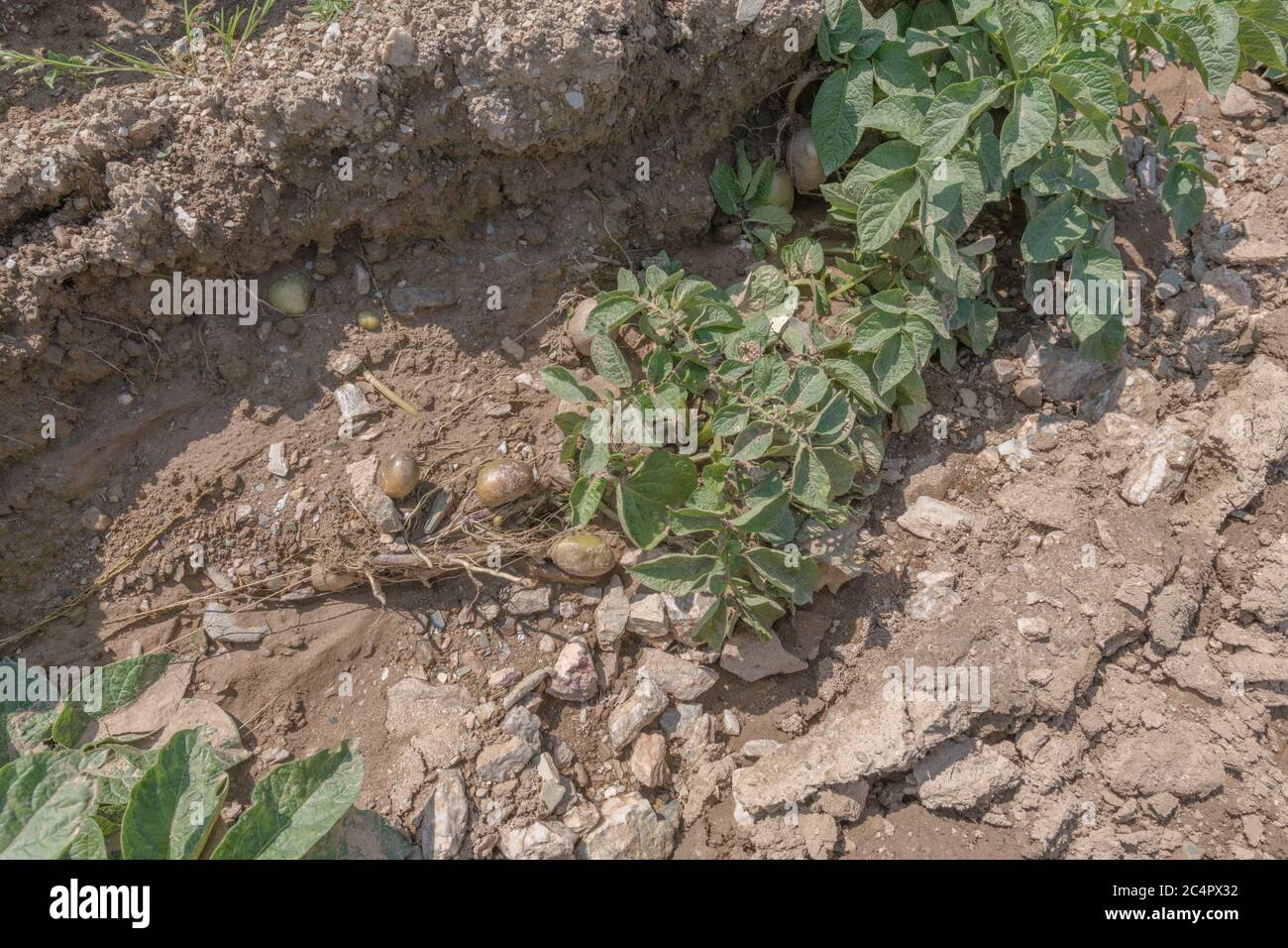 Patate / tuberi di patate esposti dopo il lavaggio del raccolto e l'erosione del suolo in Cornwall raccolto di patate. Per cattive condizioni atmosferiche, avverse, piogge intense. Foto Stock