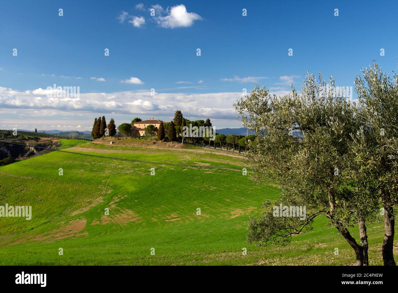 Olivo, Olea europaea, su una collina di una casa colonica, paesaggio tipico della Toscana, Italia Foto Stock