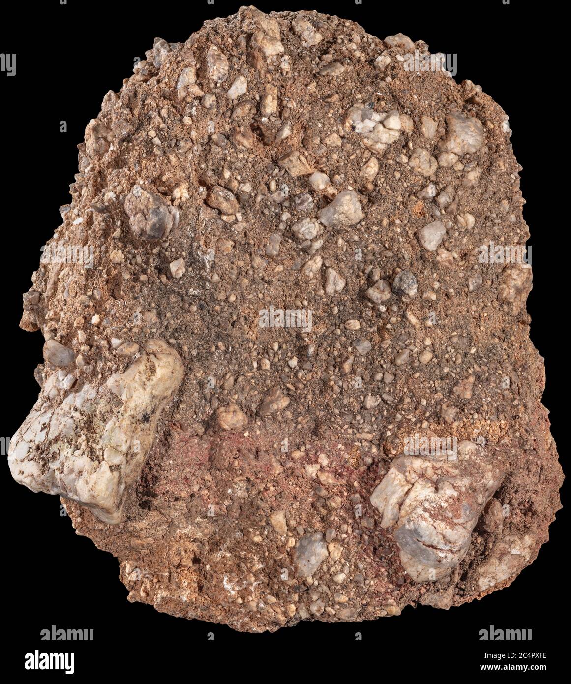 Caliche conglomerate Rock caliche è una roccia sedimentaria, un cemento naturale indurito di carbonato di calcio che lega altri materiali, come ghiaia, san Foto Stock