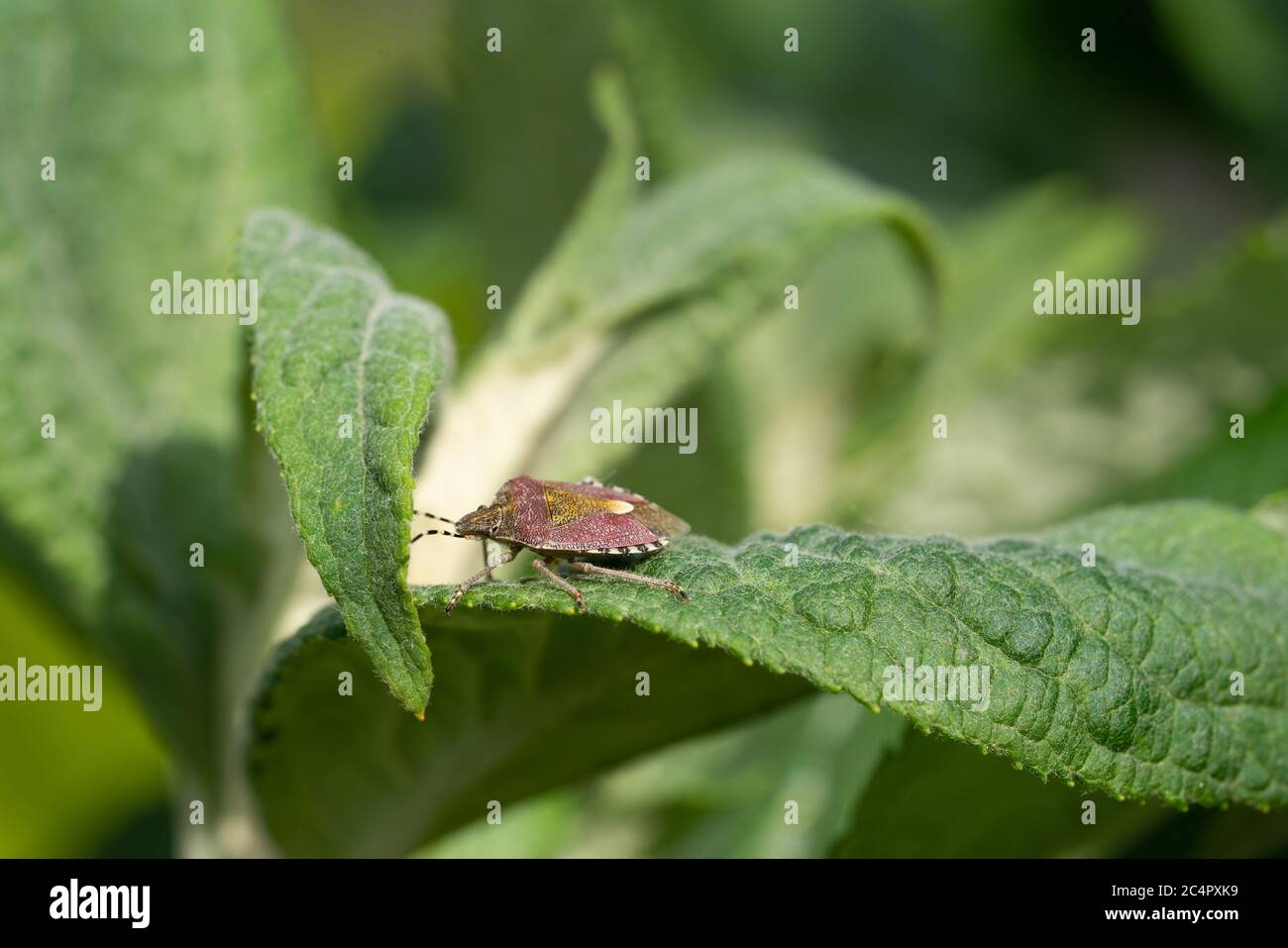 Sloe Bug (Dolycoris baccarum) su una foglia verde Foto Stock