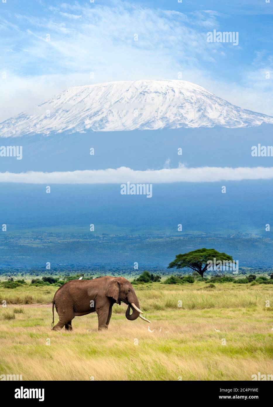 Safari in Kenya. Parco Nazionale di Amboseli. Elefante africano di cespuglio (Loxodonta africana) con il Monte Kilimanjaro alle spalle, Parco Nazionale di Amboseli, Kenya, Africa Foto Stock