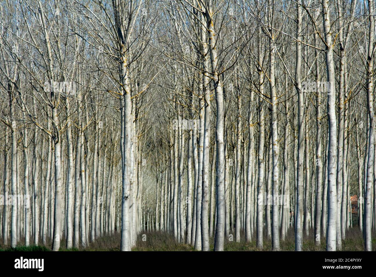 Una foresta di conifere secche, Pisa, Toscana, Italia Foto Stock