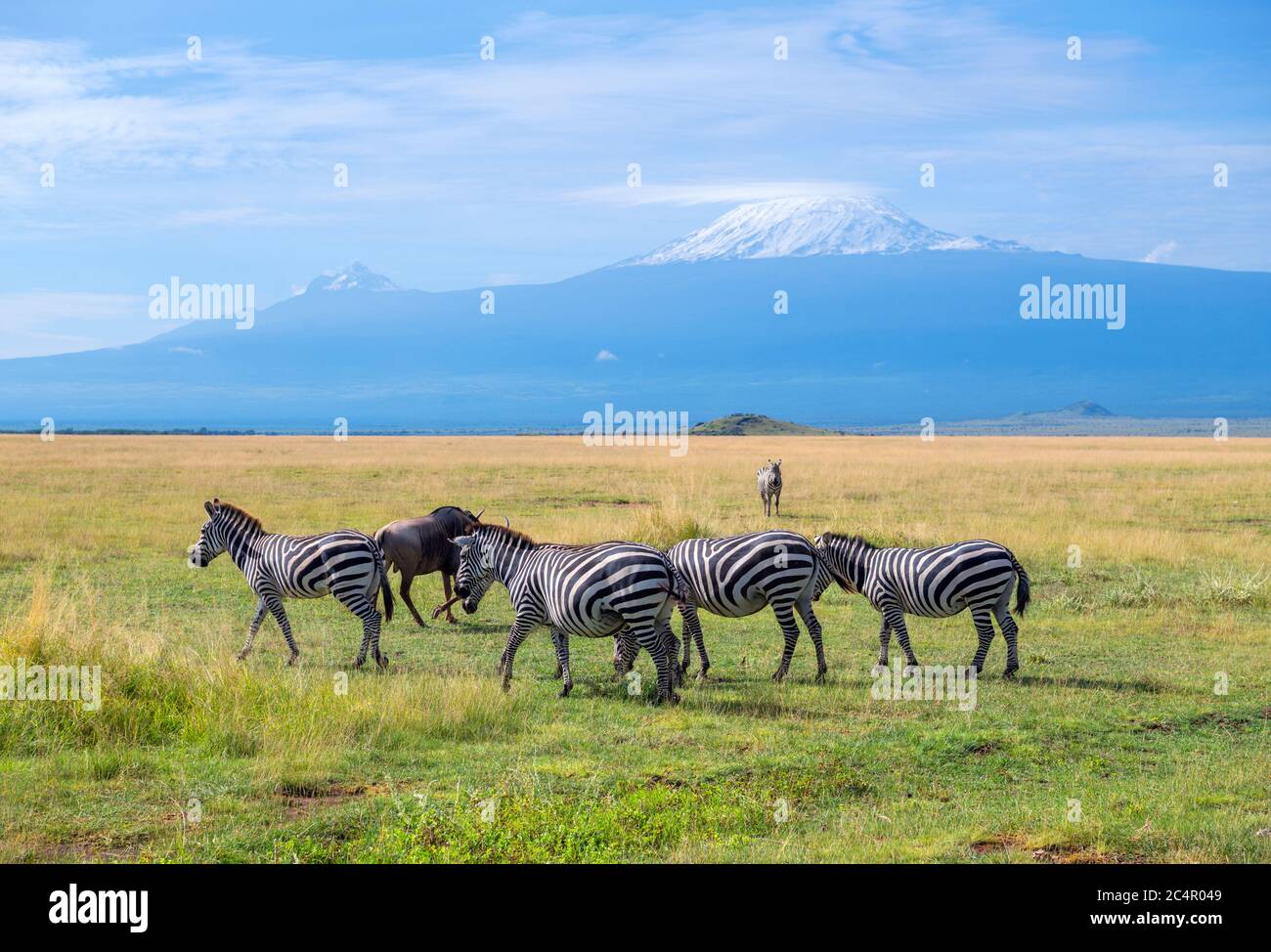 Zebra di Grant (Equus quagga boehmi) di fronte al Monte Kilimanjaro, Parco Nazionale di Amboseli, Kenya, Africa Foto Stock