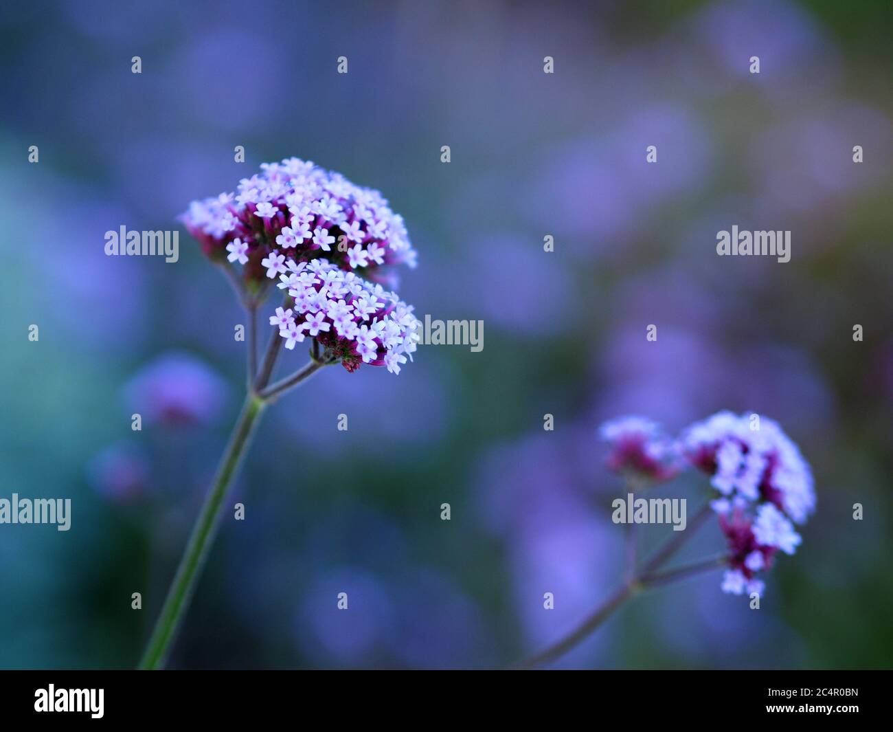 Verbena bonariensis "Top viola" Foto Stock